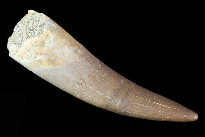 Fossil Plesiosaur (Zarafasaura) Tooth - Morocco #81925